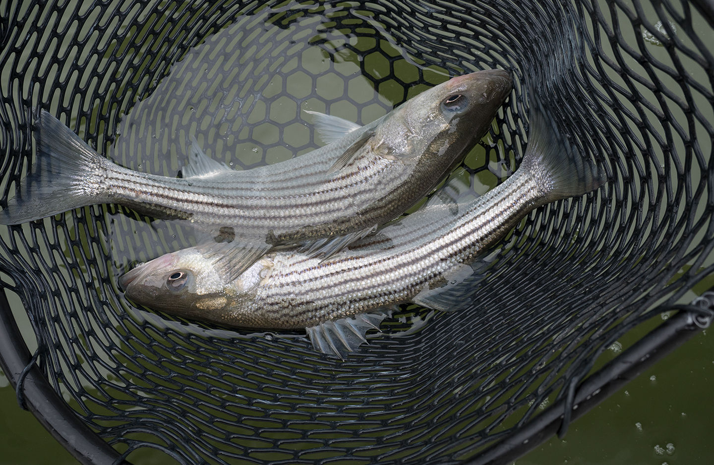 Pair of striped bass netted